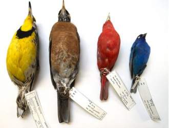 تغییرات اقلیمی پرندگان را کوچک کرد