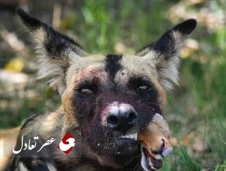 تصاویری وحشتناک از سر آهو در دهان سگ وحشی! ​​​​​​​
