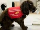 سگ های انگلیسی برای شناسایی مبتلایان به کرونا آموزش می بینند