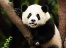 خبر خوش باغ‌وحش هنگ کنگ در روزهای کرونایی